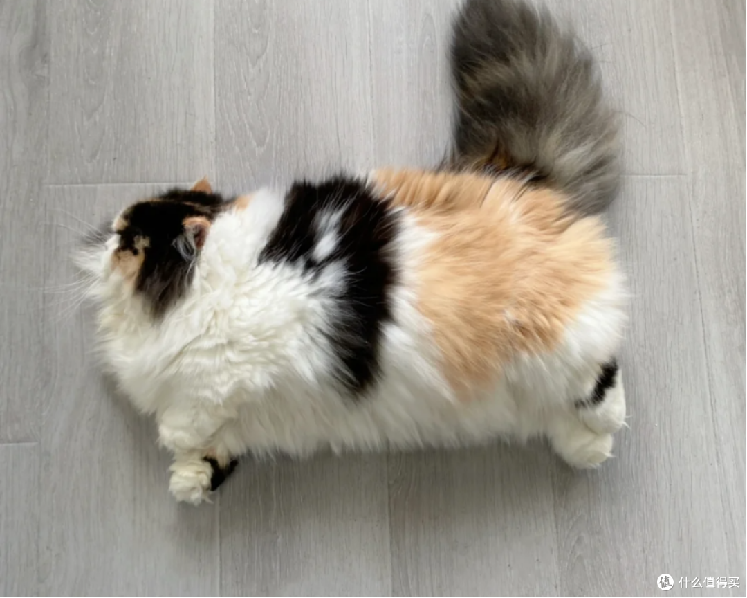 国产有哪些天然猫粮值得购买?十大放心猫粮国产名单整理