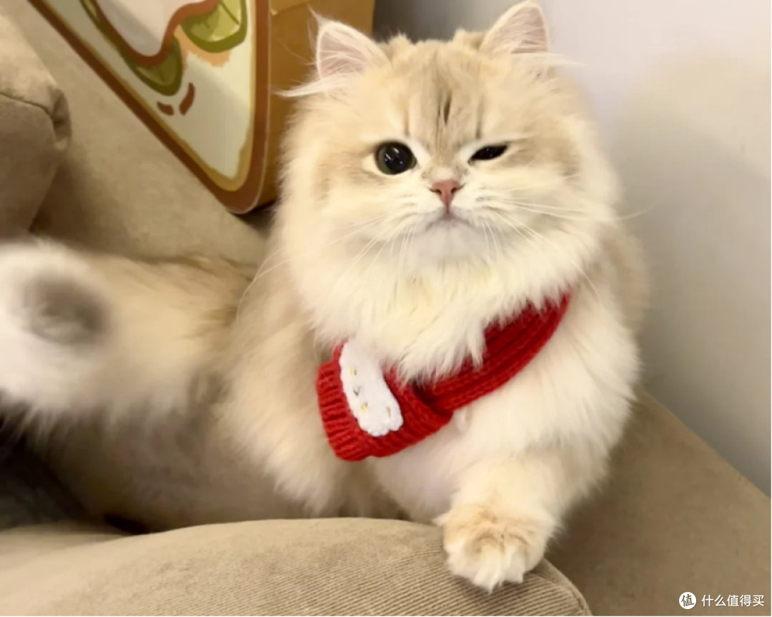 国产有哪些天然猫粮值得购买?十大放心猫粮国产名单整理