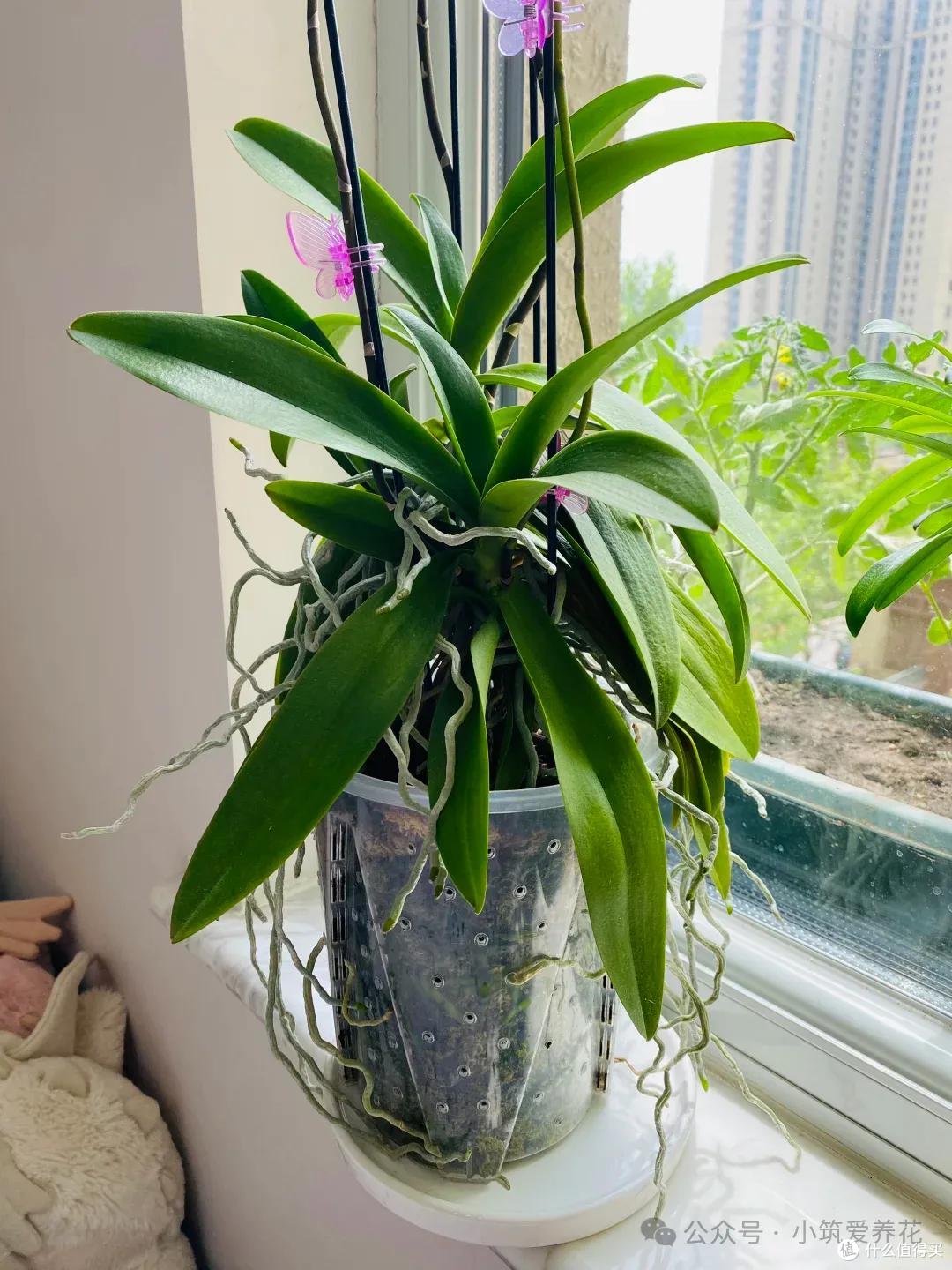 发现北京一姑娘,一株蝴蝶兰养了11年,一花成景,太美了~