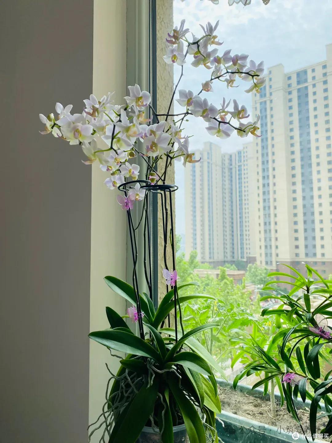 发现北京一姑娘,一株蝴蝶兰养了11年,一花成景,太美了~