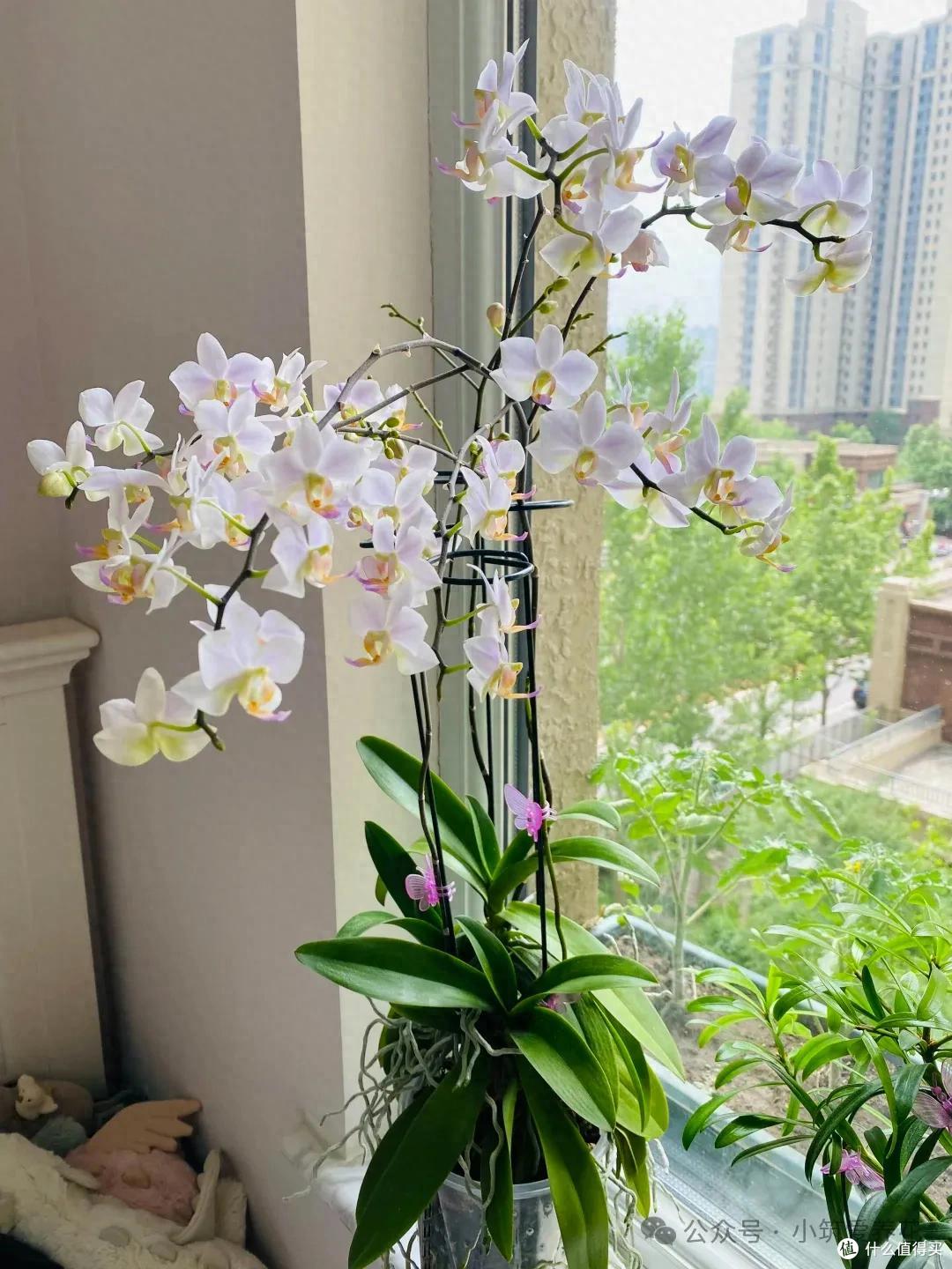 发现北京一姑娘,一株蝴蝶兰养了11年,一花成景,太美了~