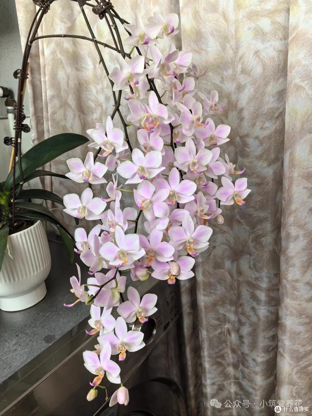 发现北京一姑娘,一株蝴蝶兰养了11年,一花成景,太美了~