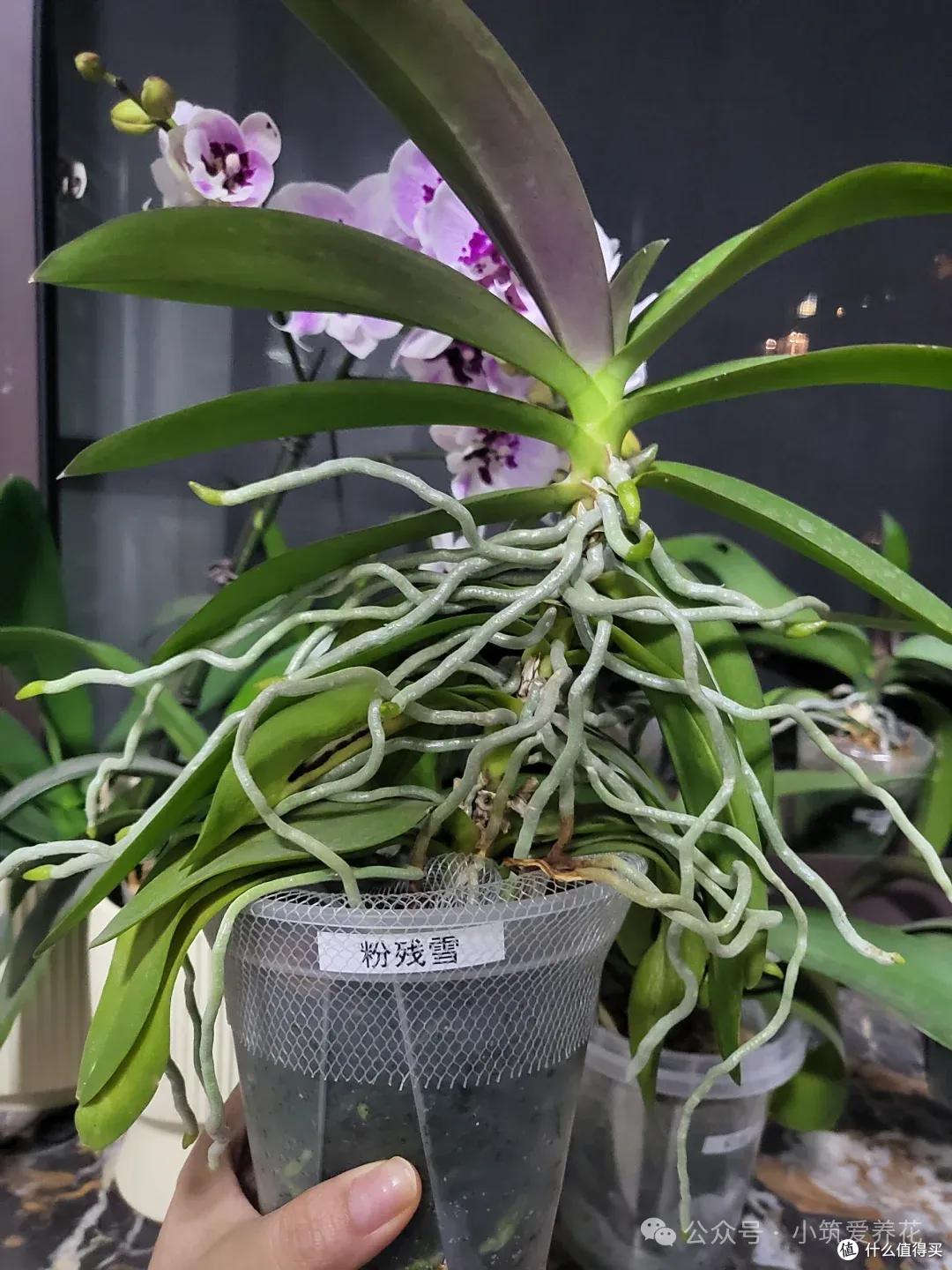 发现北京一姑娘,一株蝴蝶兰养了11年,一花成景,太美了~