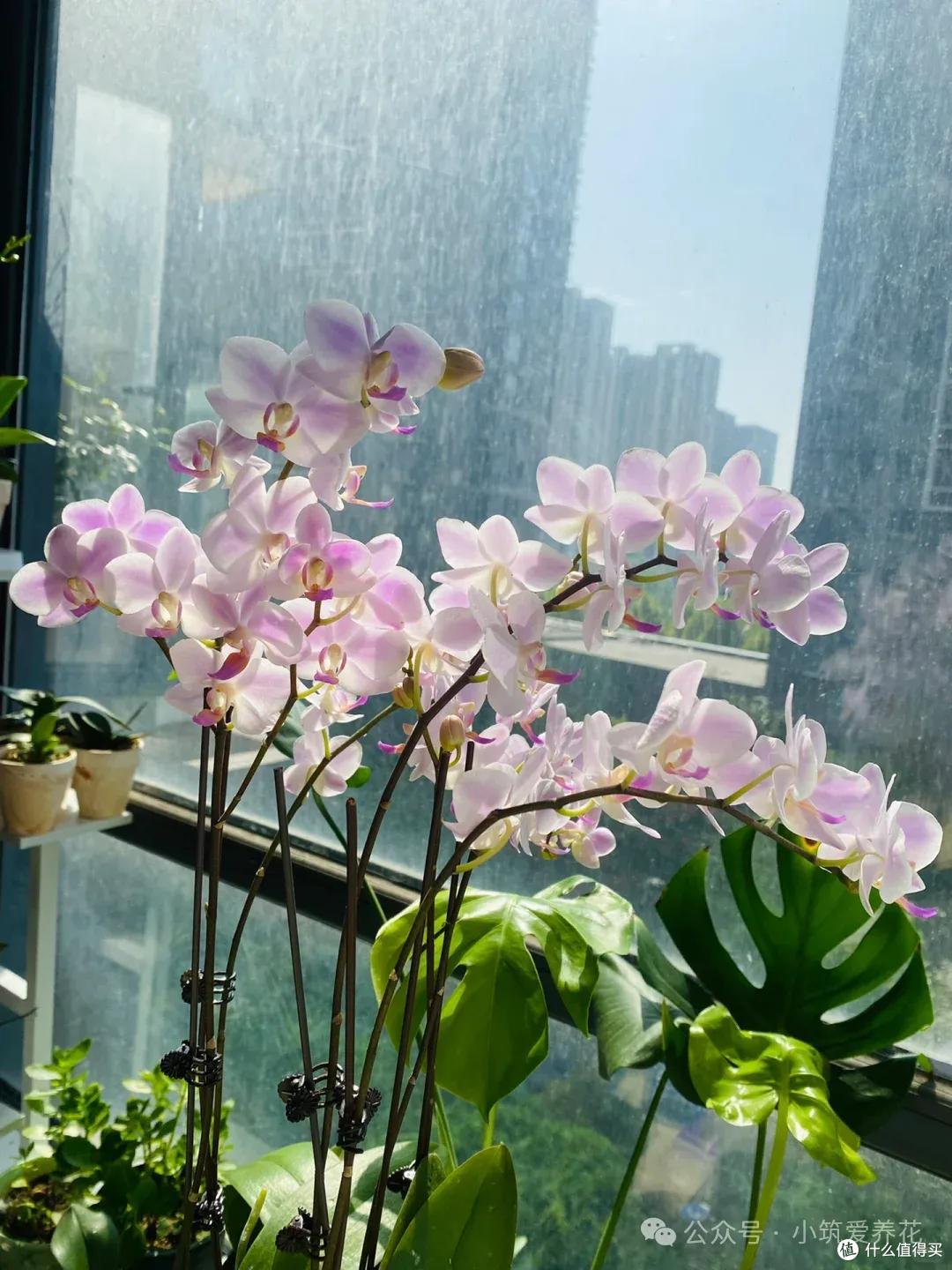 发现北京一姑娘,一株蝴蝶兰养了11年,一花成景,太美了~