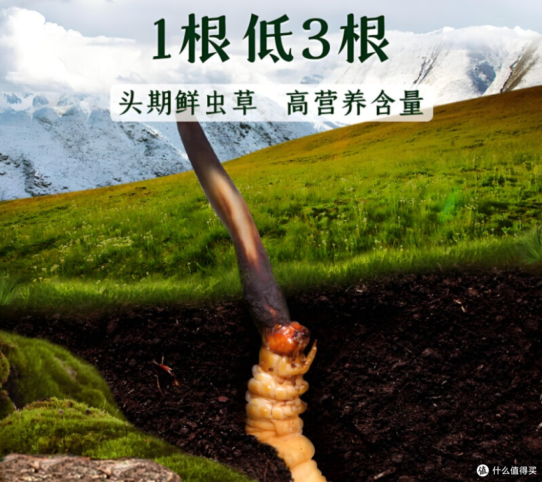 新手必看:冬虫夏草到底怎么挑?专家总结的5个关键点