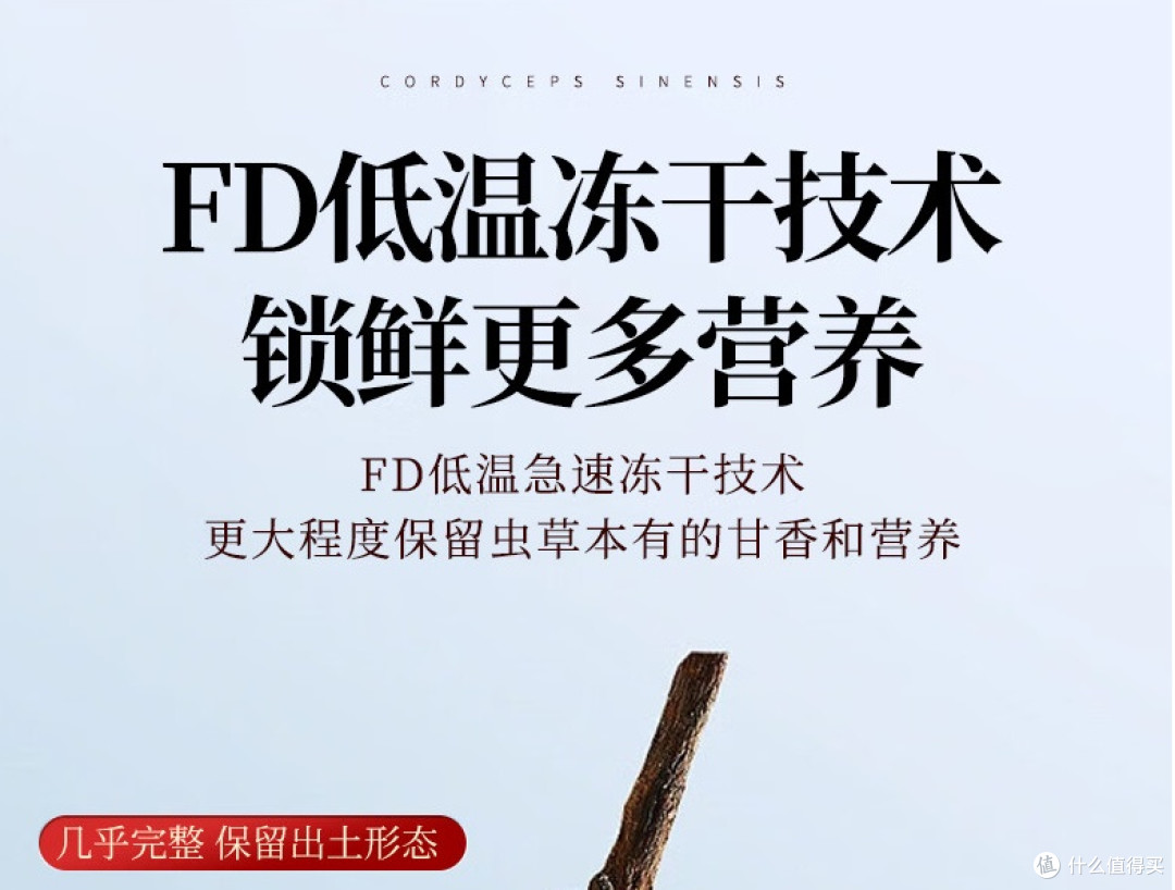 新手必看:冬虫夏草到底怎么挑?专家总结的5个关键点