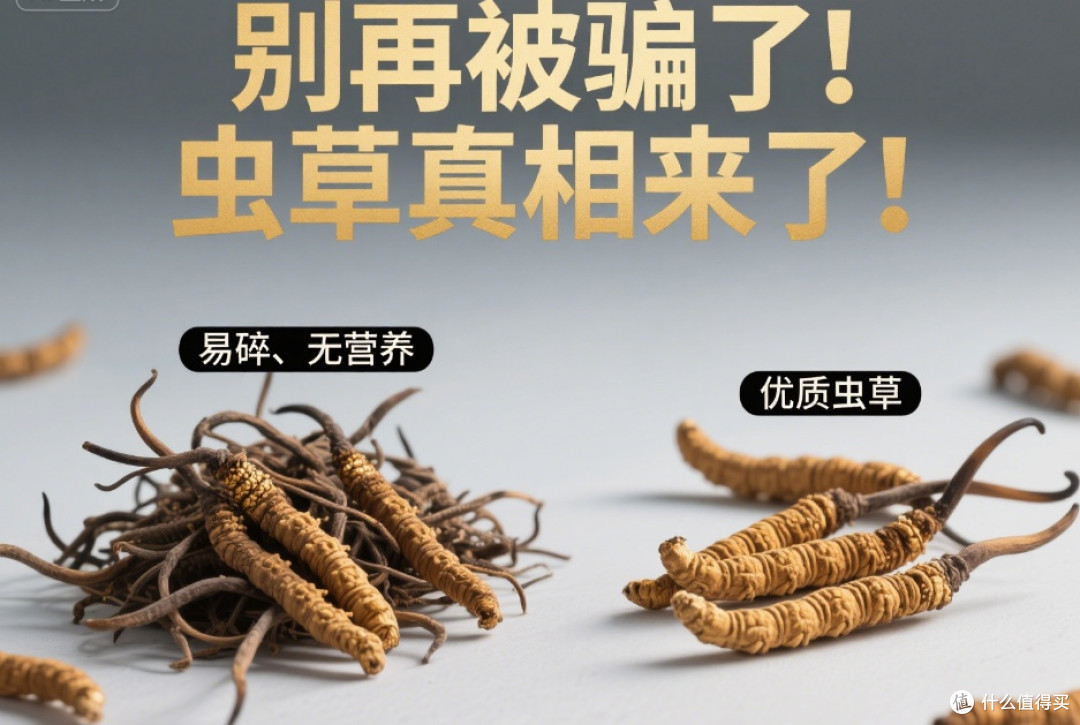 别再被忽悠了!冬虫夏草挑选全攻略,一看就懂,一用就灵