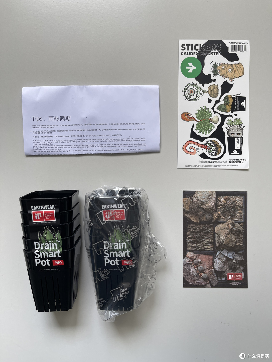 花盆越买越多🌵块根新手自由‼️意见征集,10个盆种什么好‼️
