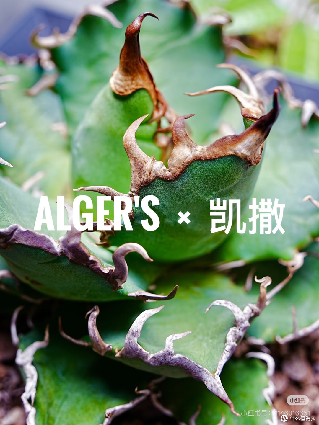 花盆越买越多🌵块根新手自由‼️意见征集,10个盆种什么好‼️