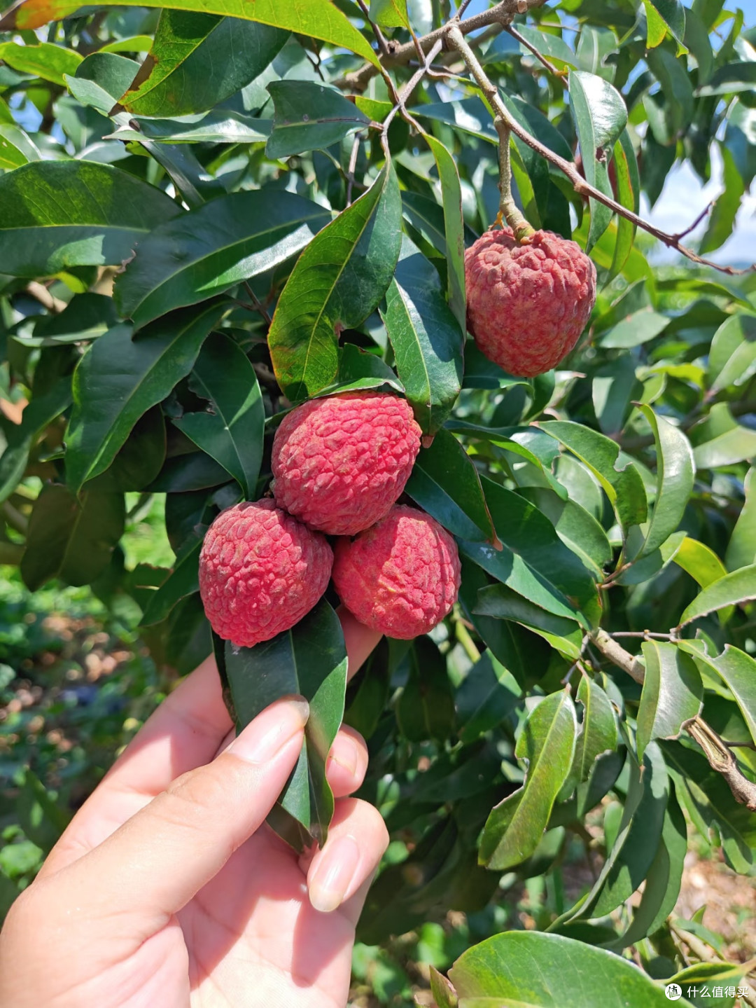 仙进奉荔枝：岭南佳果的风味巅峰
