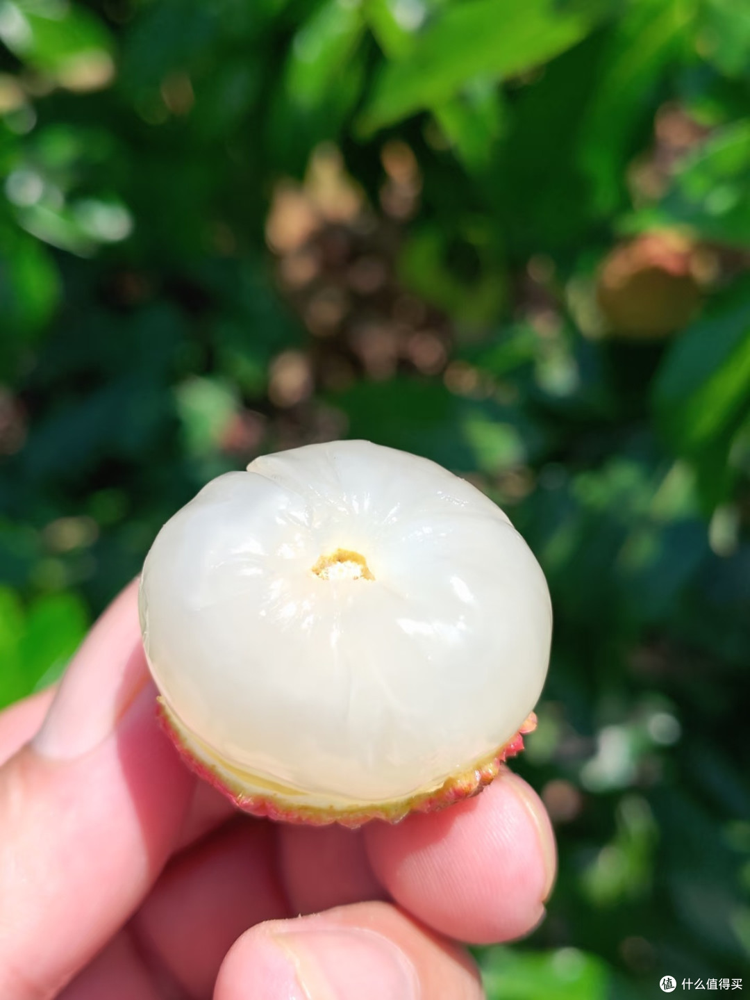 仙进奉荔枝：岭南佳果的风味巅峰
