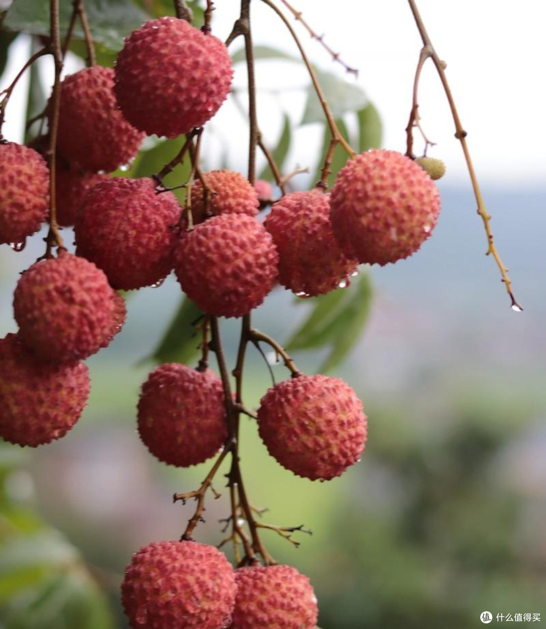 荔枝价格季节性波动解析