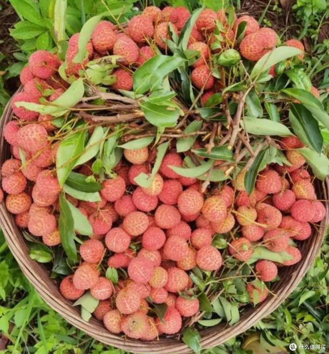 荔枝价格季节性波动解析