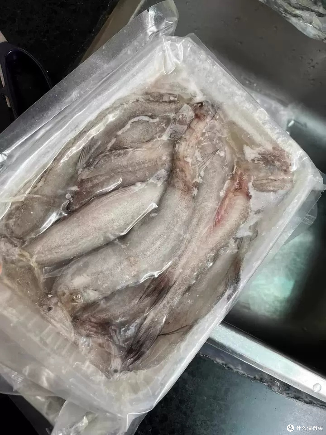 舟山特产龙头鱼新鲜豆腐鱼海鲜鲜活冷冻水产九肚鱼生鲜水潺3斤装