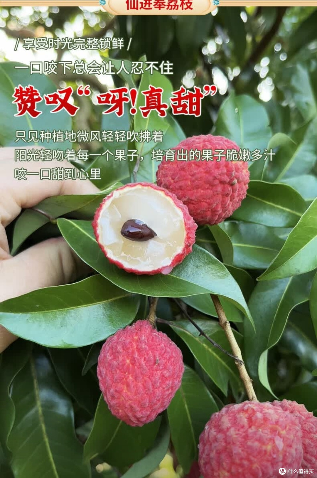 舌尖上的岭南珍馐!京地达增城仙进奉荔枝一口入魂