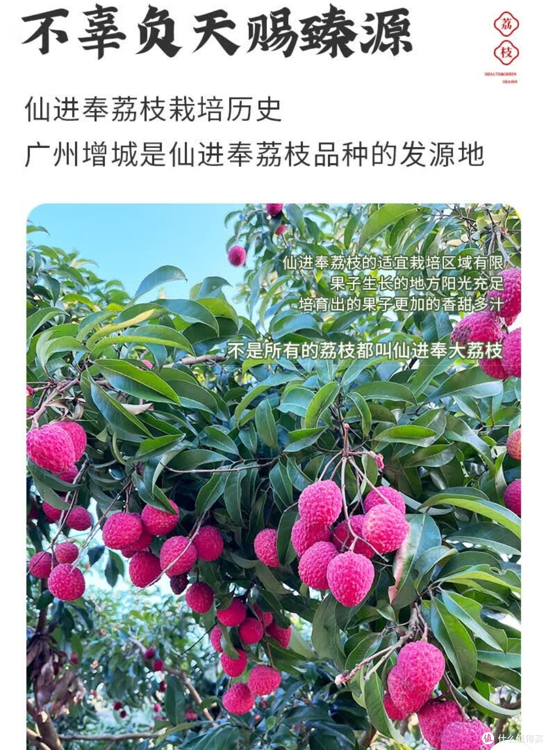 舌尖上的岭南珍馐!京地达增城仙进奉荔枝一口入魂