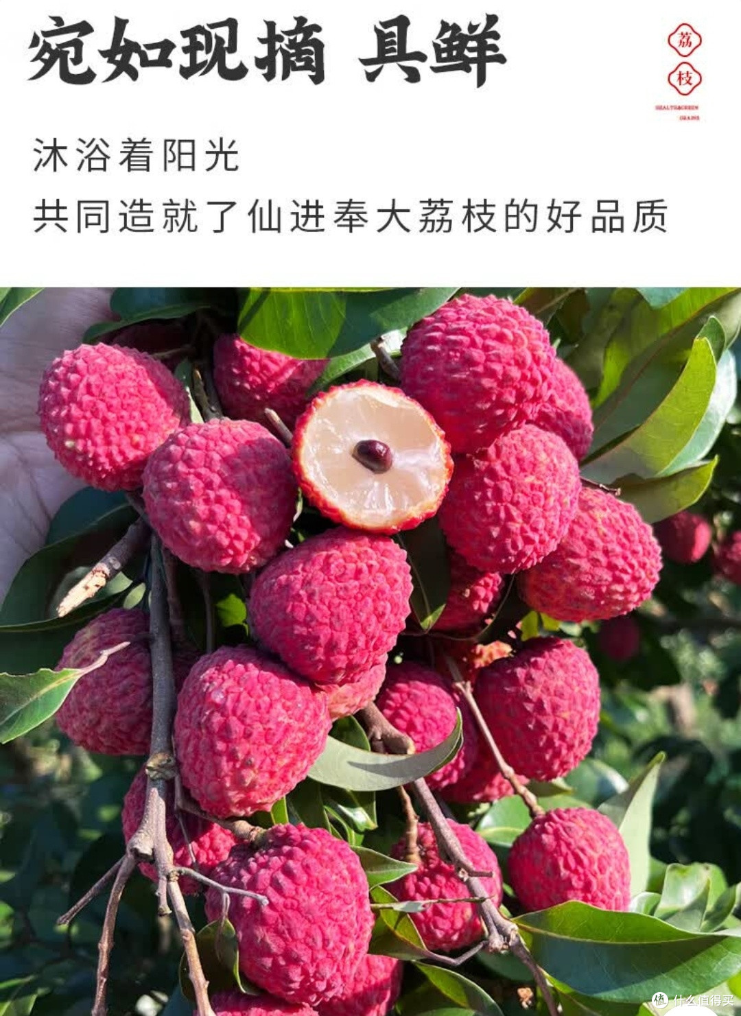 舌尖上的岭南珍馐!京地达增城仙进奉荔枝一口入魂