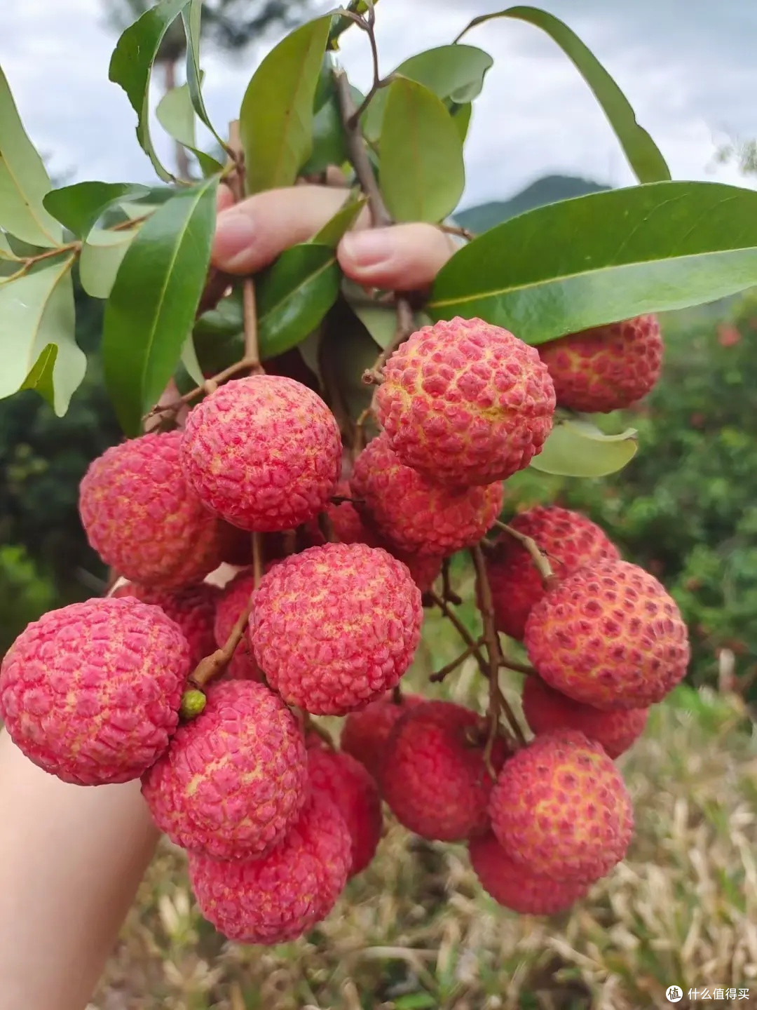 大丰收,桂味荔枝