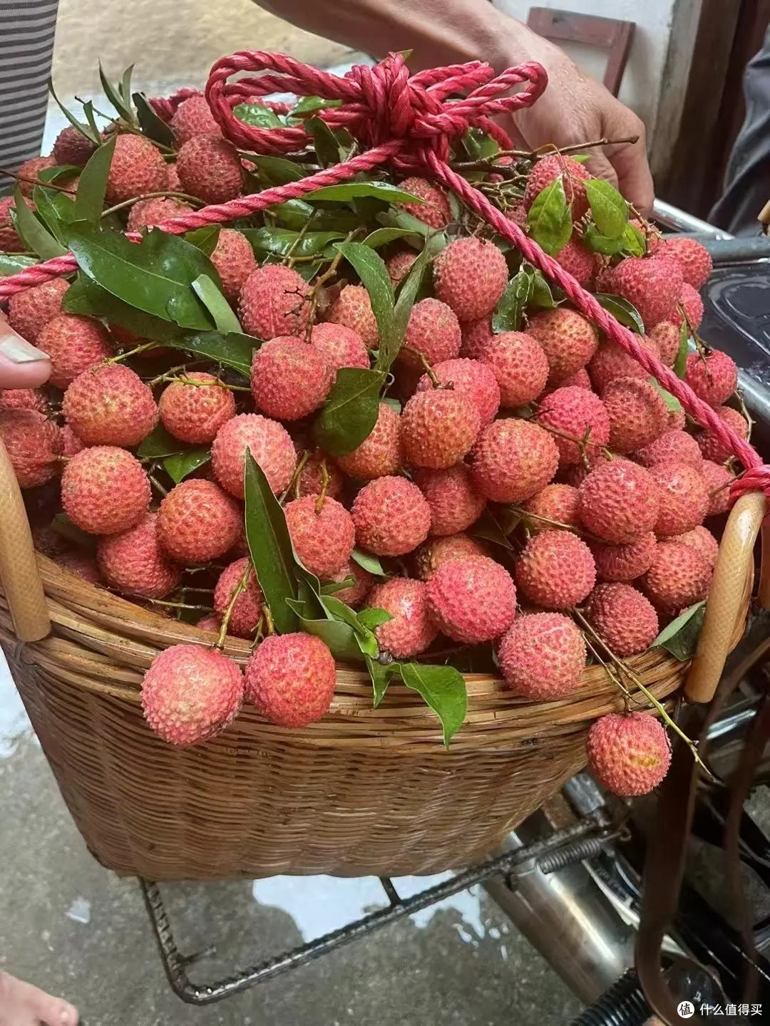 大丰收,桂味荔枝