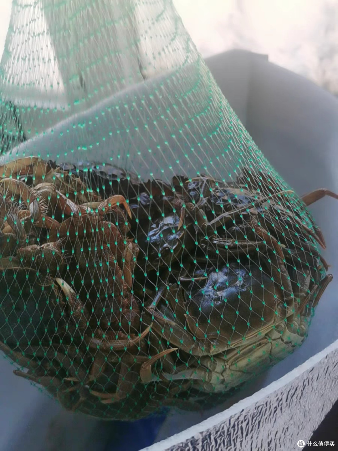 六月黄大闸蟹鲜活新鲜