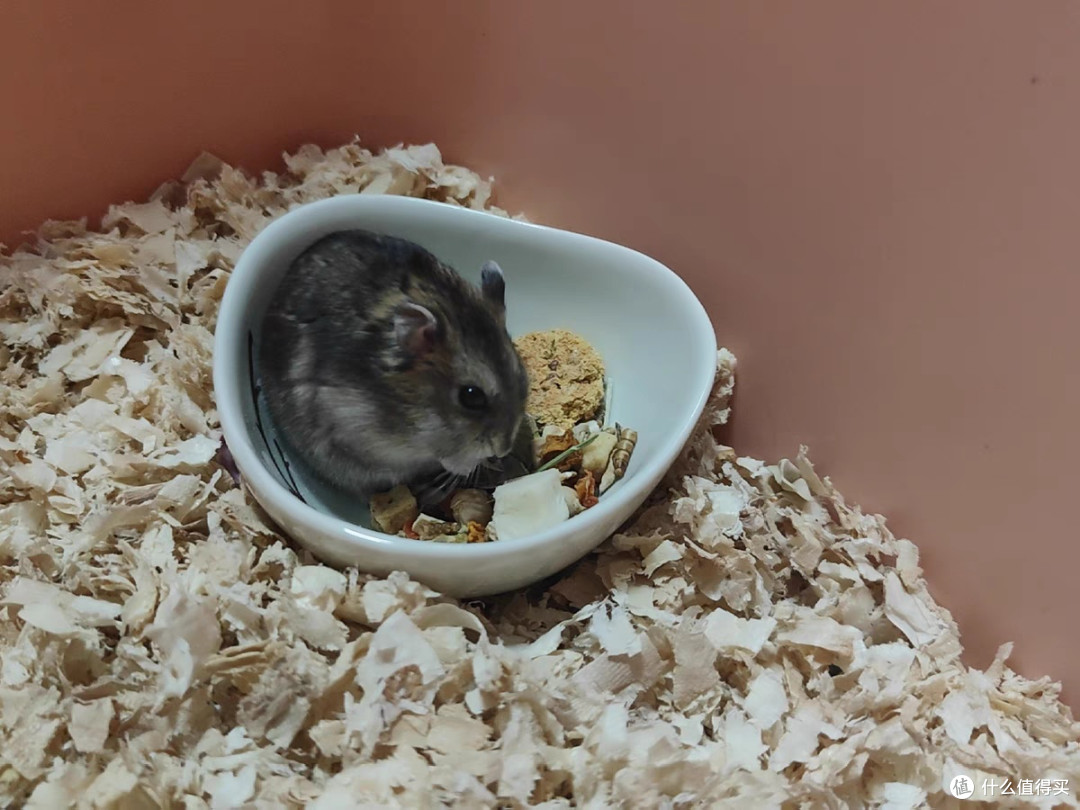 蓝天白云仓鼠专用主粮饲料营养健康