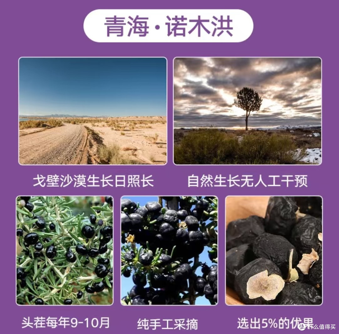 养益君黑枸杞测评:高原馈赠,营养担当
