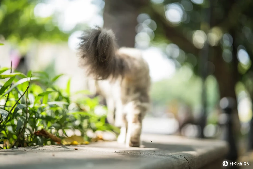 产品|索尼 FE 50mm F1.4 GM 体验,满足你「既要,又要」的愿望