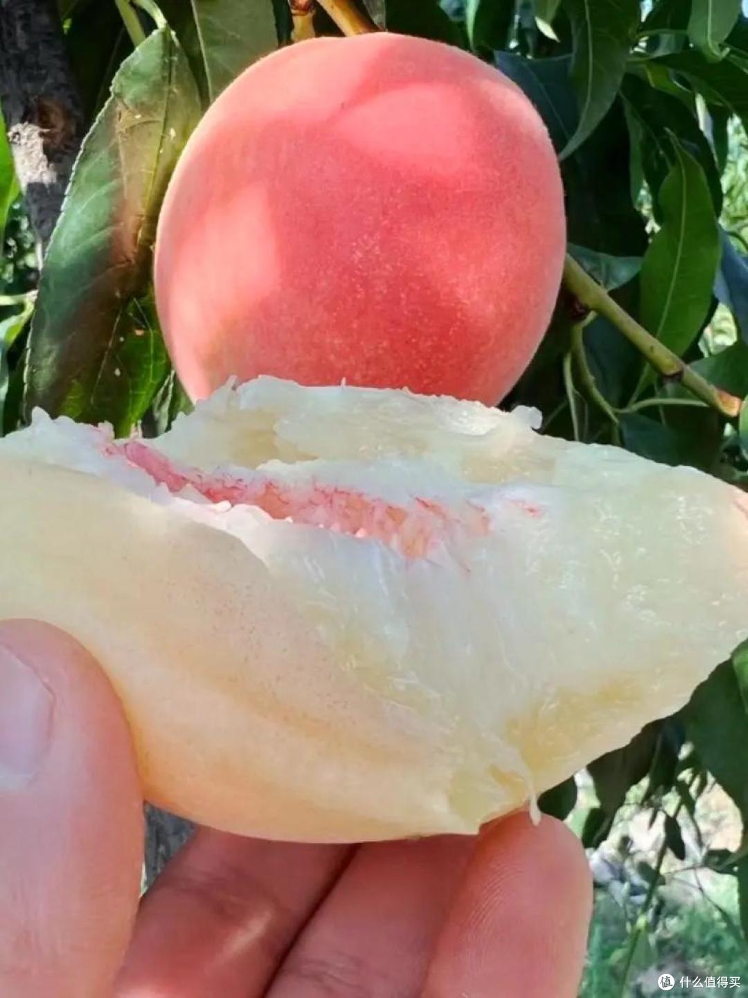 中国最好吃的10种桃子,不接受反驳!