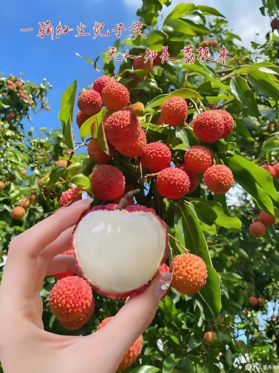荔枝价崩成 “白菜价”?这波鲜甜我先冲为敬!