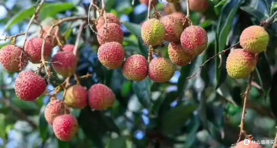 电商平台荔枝价格差异大