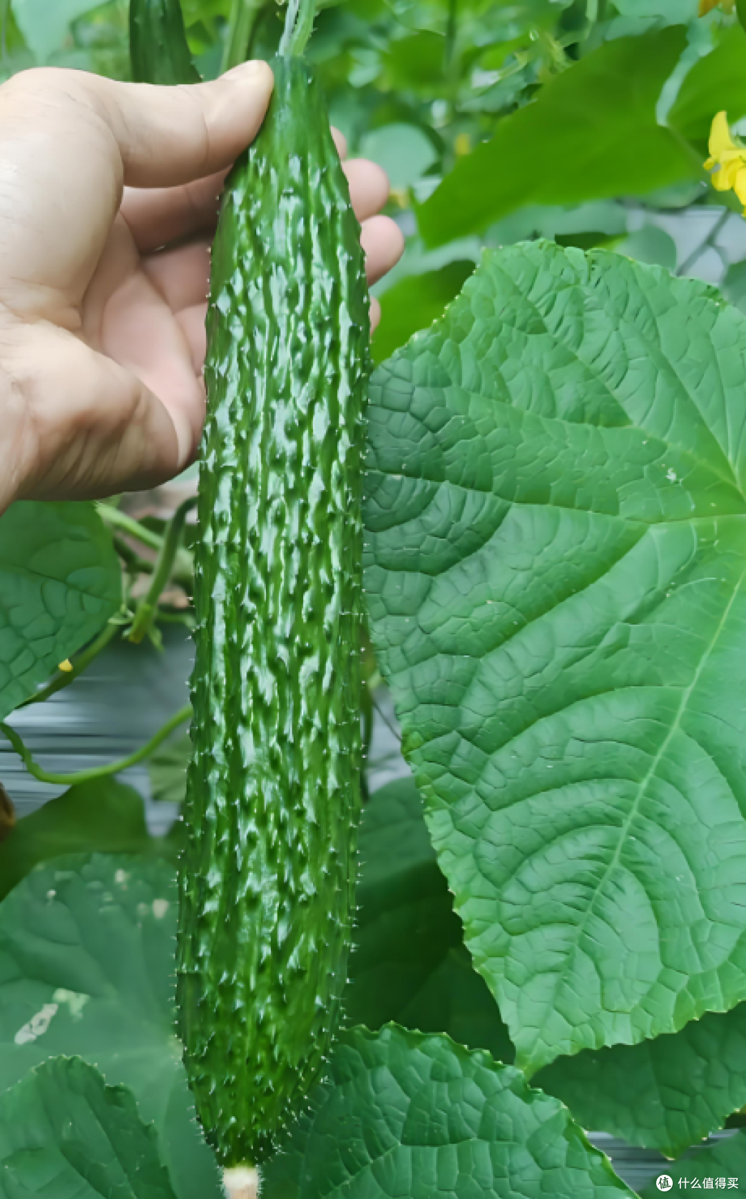 夏日消暑食物 多吃多健康!