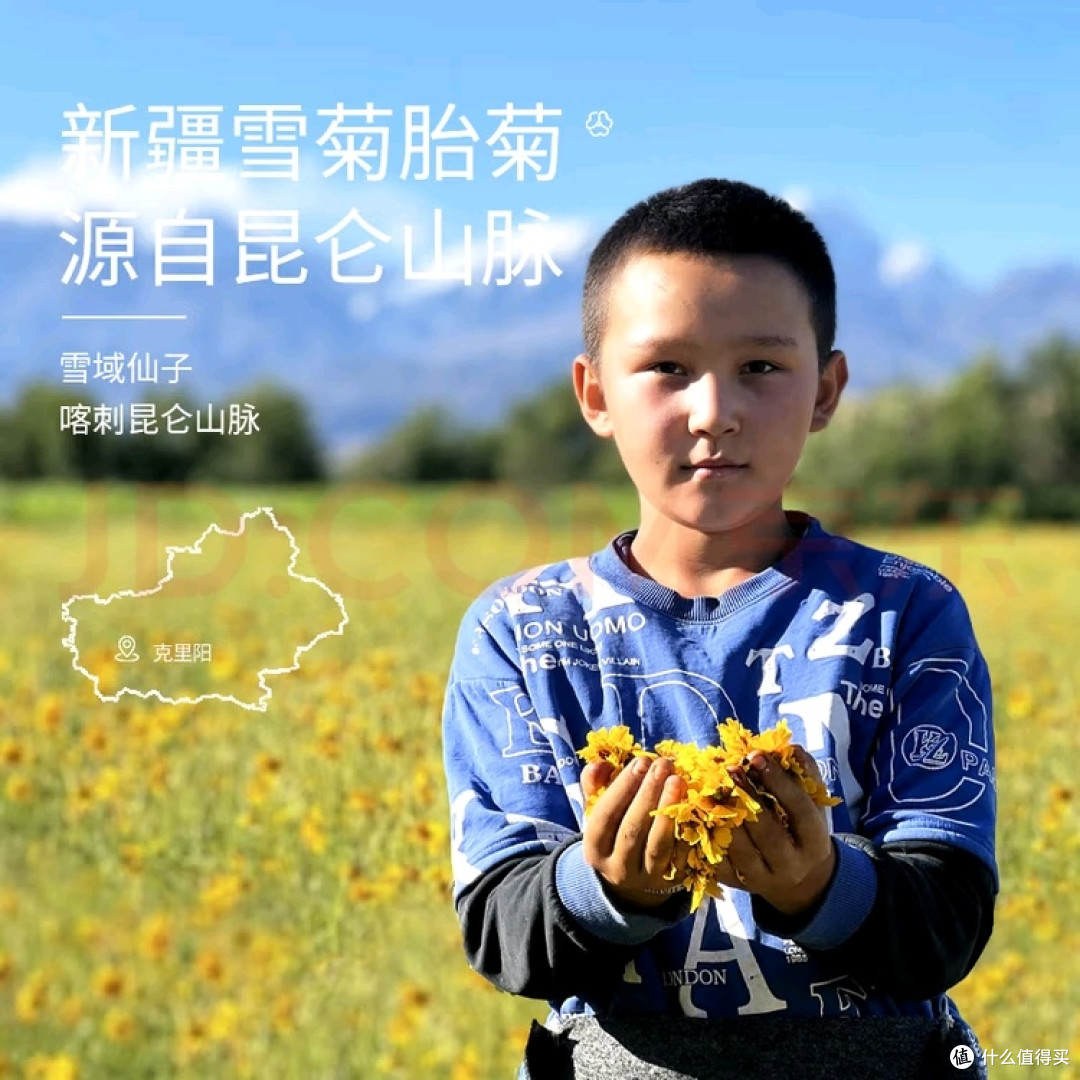 昆仑雪菊花胎菊:高原清润之选
