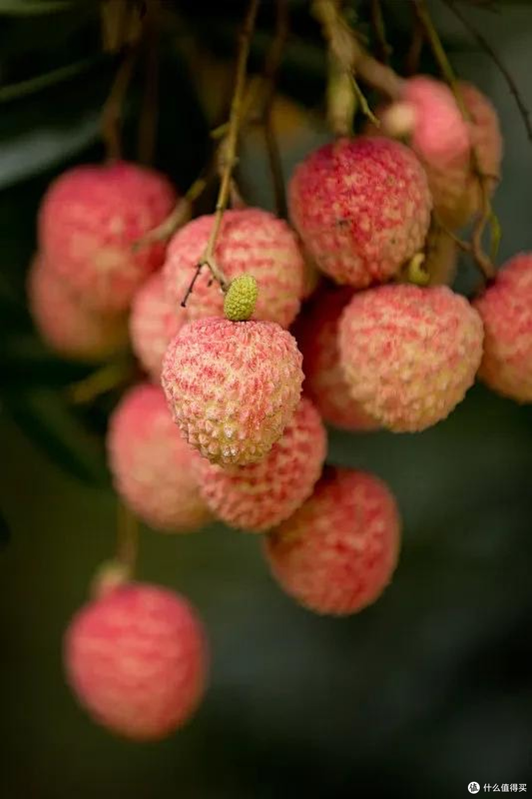 荔枝茶饮热销,品种博弈加剧