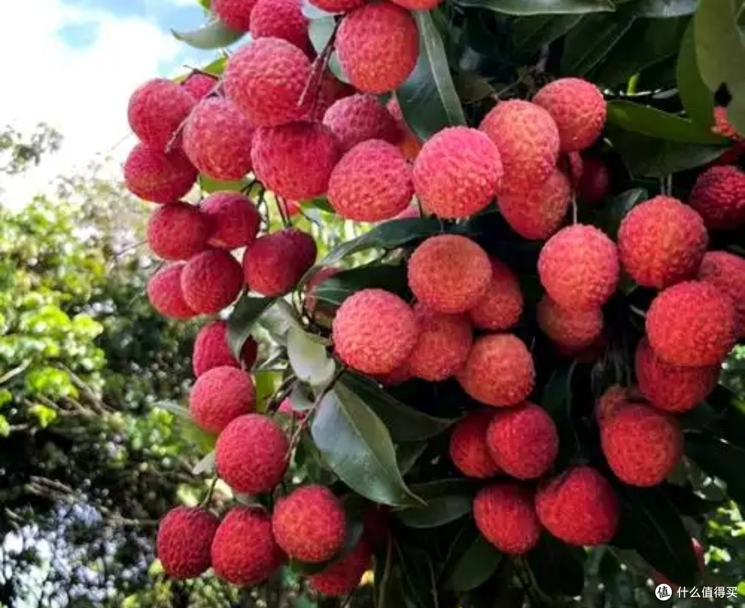 荔枝丰年,甜蜜与负担并存