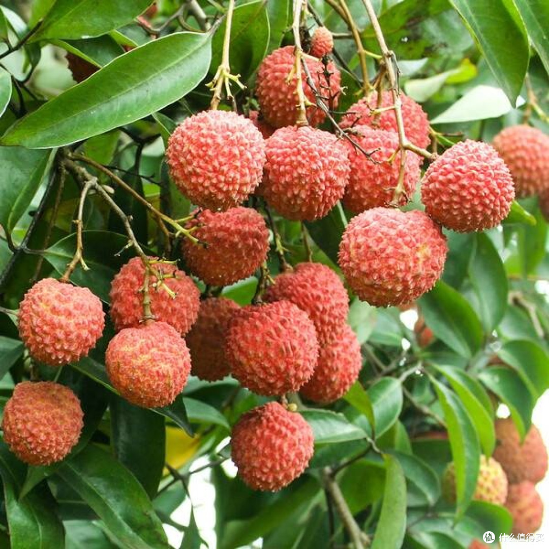 荔枝丰年,甜蜜与负担并存