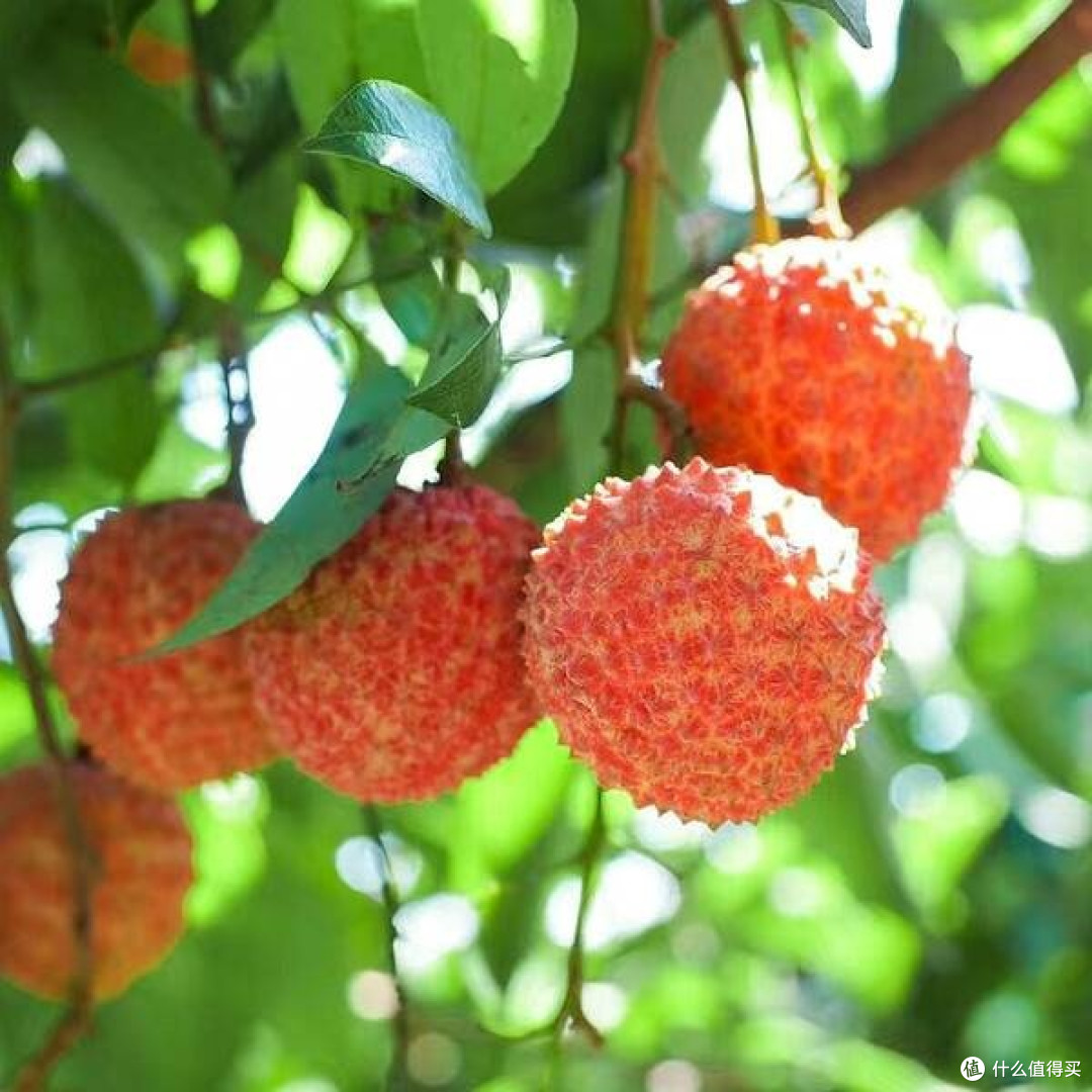 荔枝丰年,甜蜜与负担并存