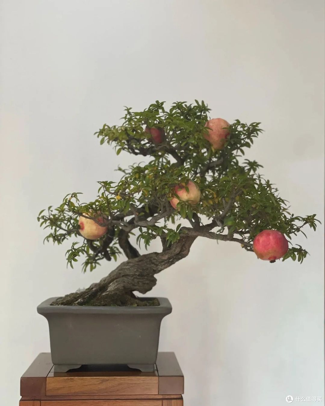 辽宁男子石榴苗养成“精致盆景”，花多果多，网友：好运爆棚！
