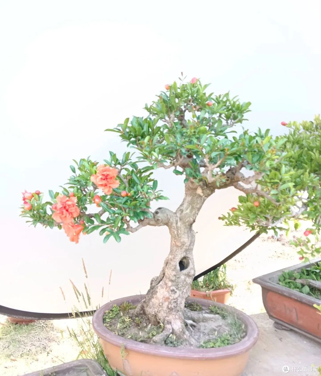 辽宁男子石榴苗养成“精致盆景”，花多果多，网友：好运爆棚！