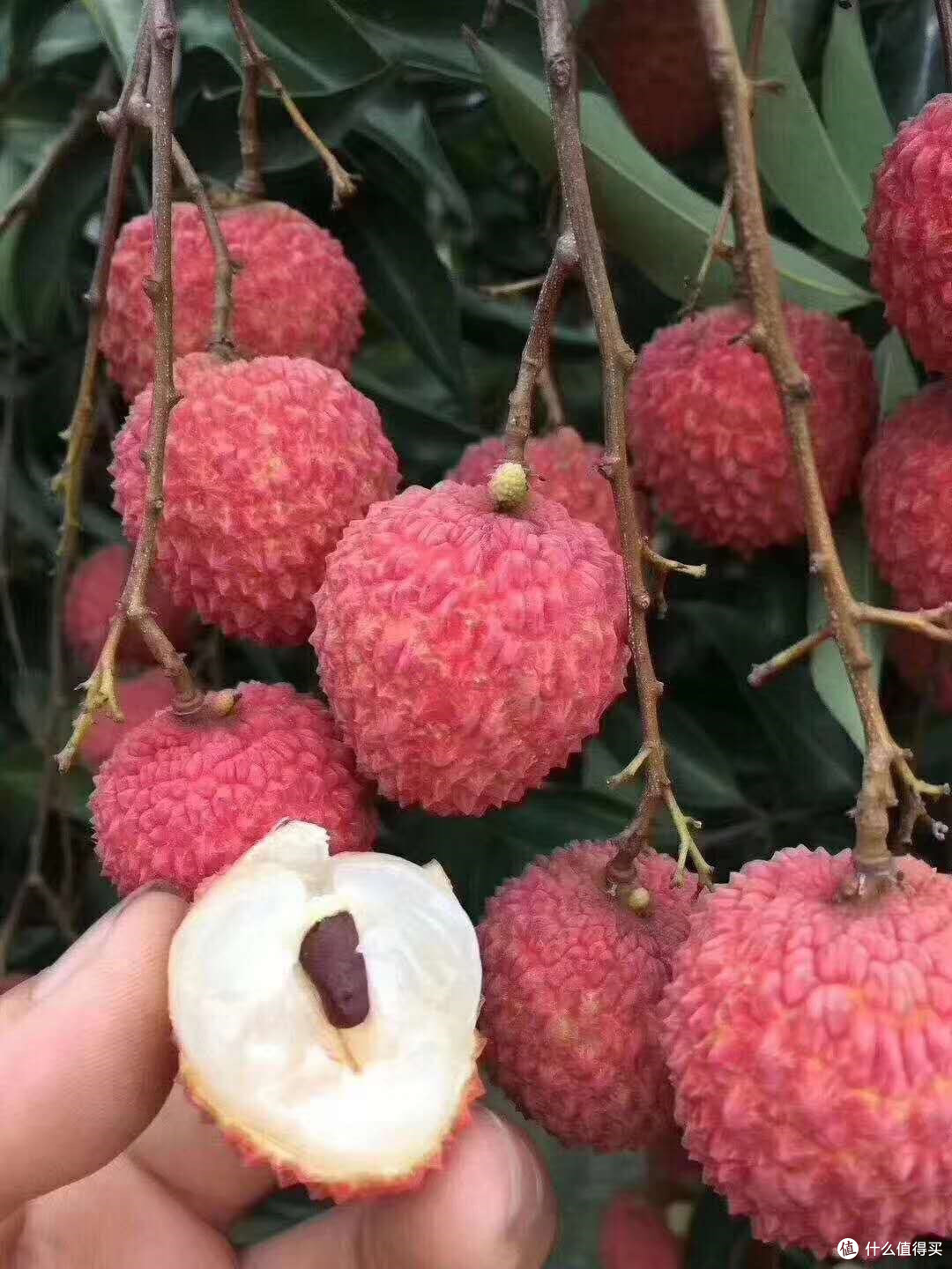 荔枝季的甜蜜邀约,这几款一定要尝尝!