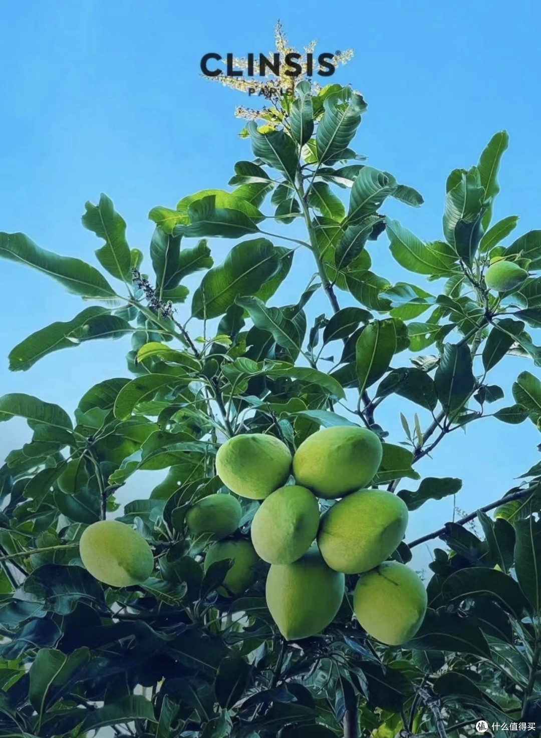 CLINSIS泰芒青柠沐浴露