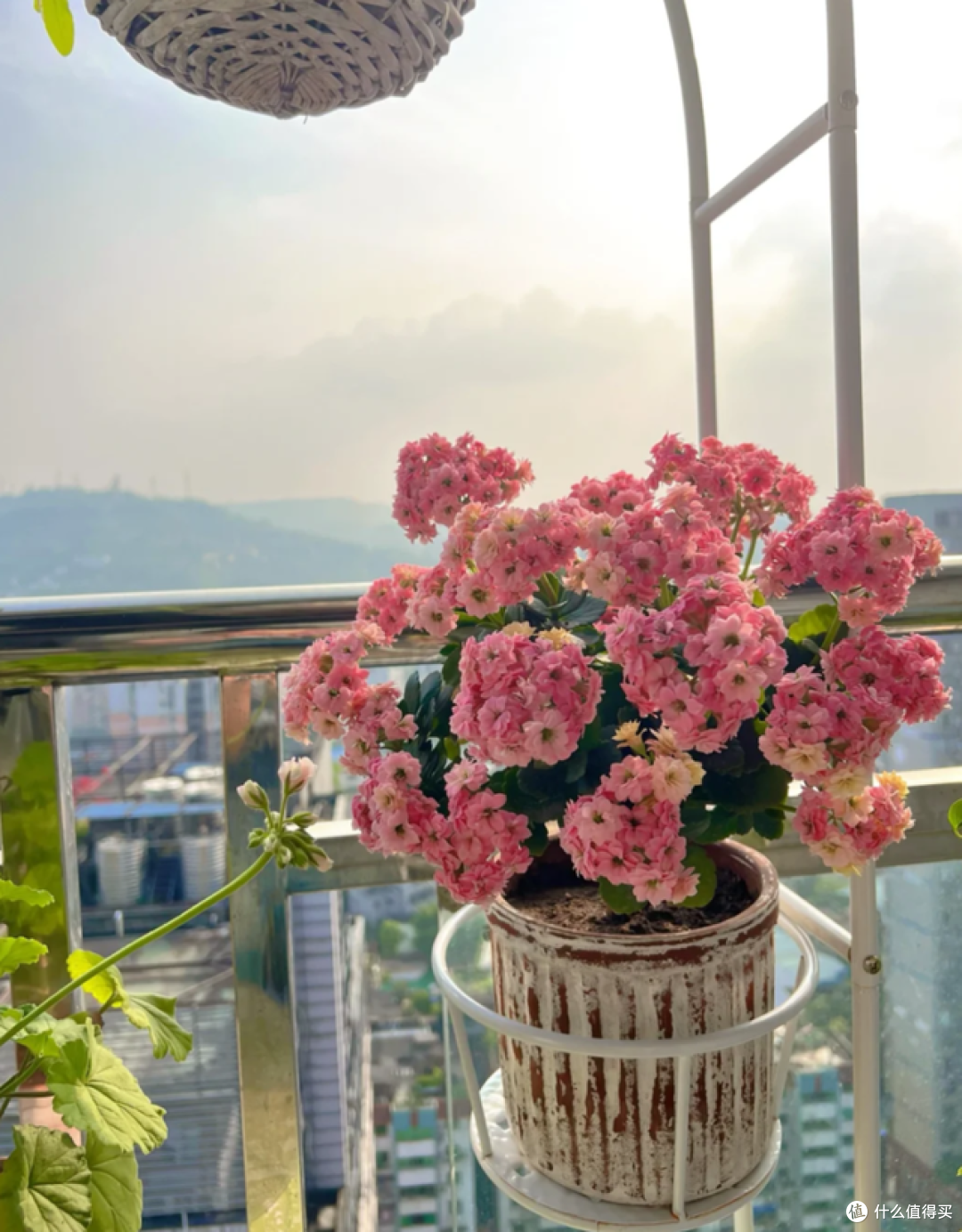 旱不死的6种花，每一种都是“开花王”，养一盆一年四季有花看！