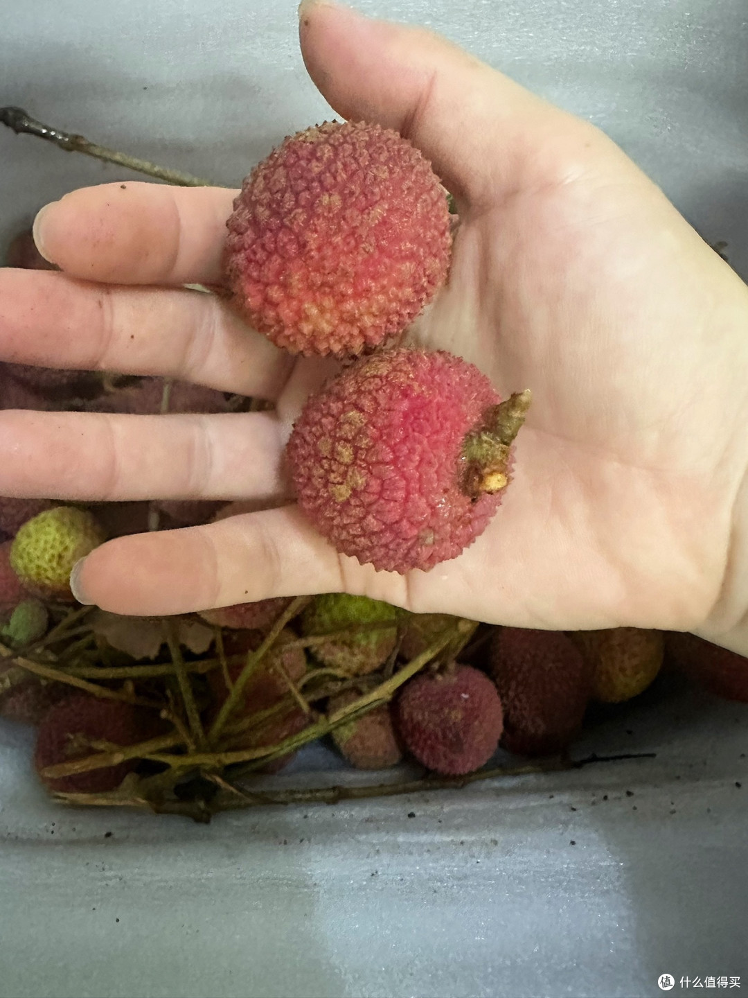 正是因为荔枝的价格下跌,所以才敢吃荔枝了。