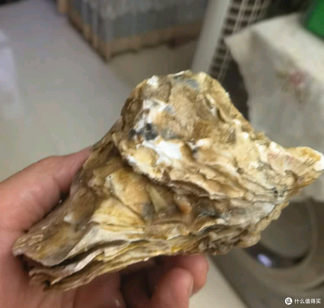 生蚝选购与烹饪全攻略