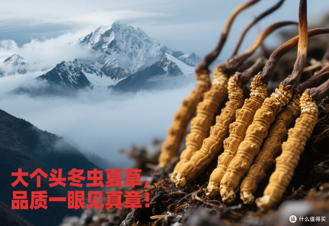 为什么高品质冬虫夏草一眼就能看出来?秘诀就在个头上!