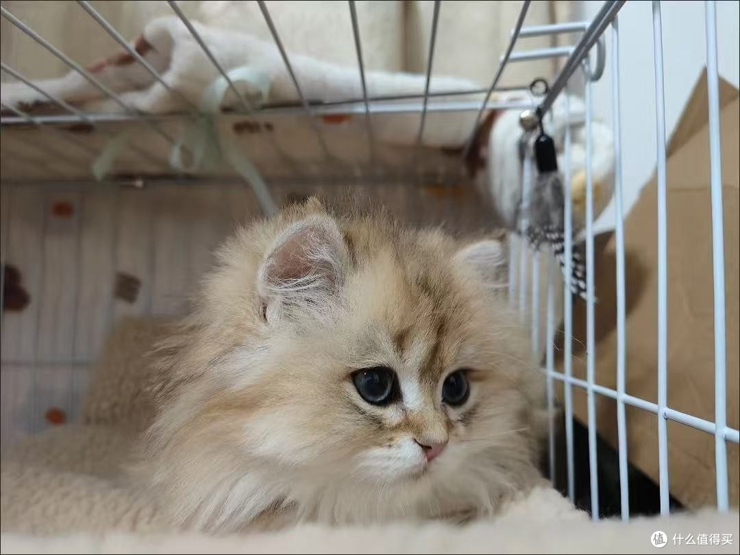 救命!这猫笼我家逆子住进去就不想出来了!