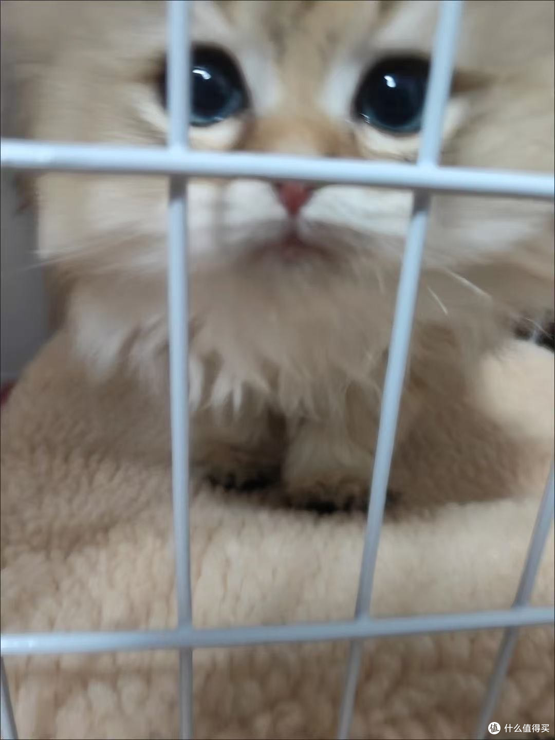 救命!这猫笼我家逆子住进去就不想出来了!