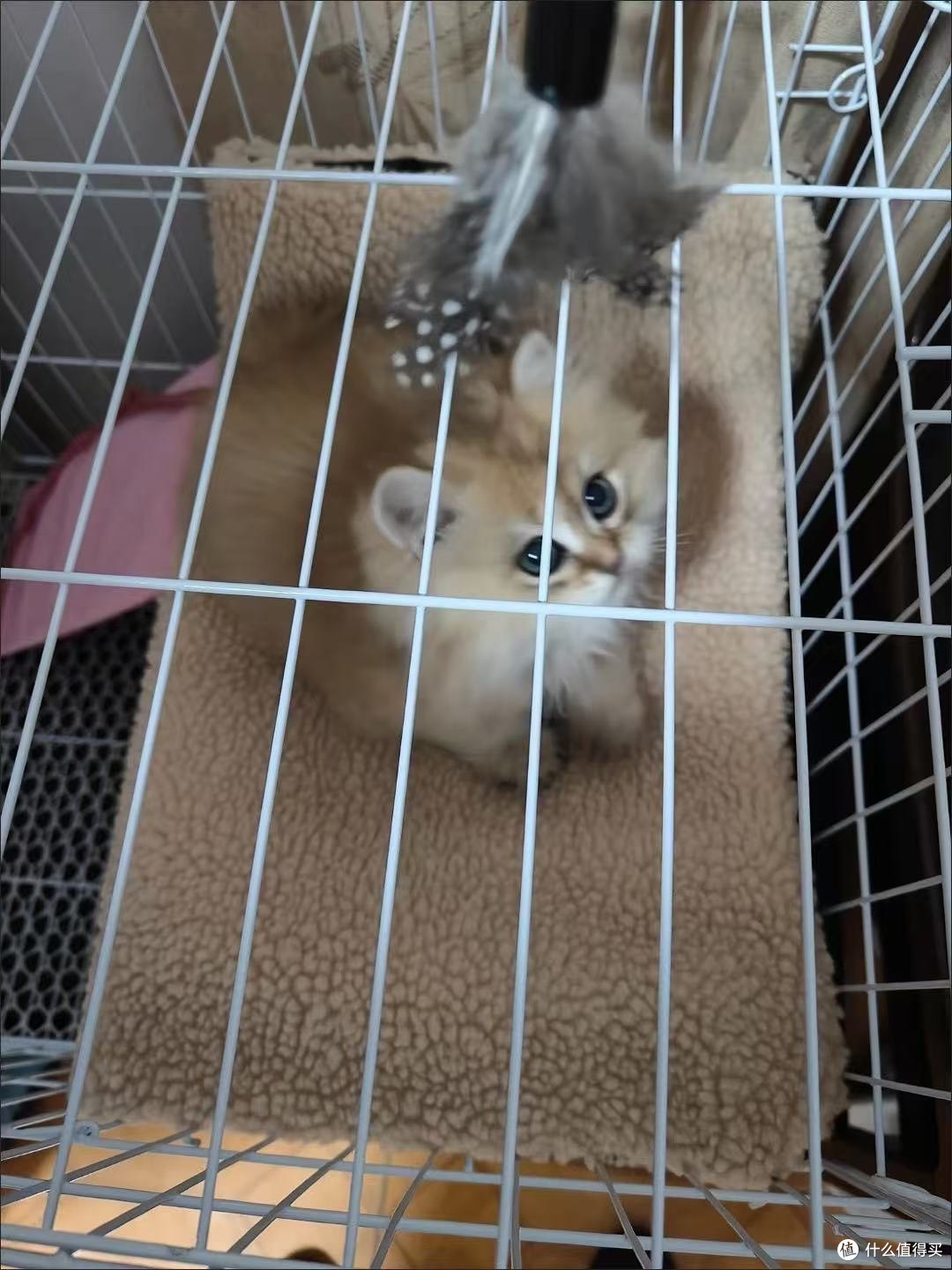 救命!这猫笼我家逆子住进去就不想出来了!