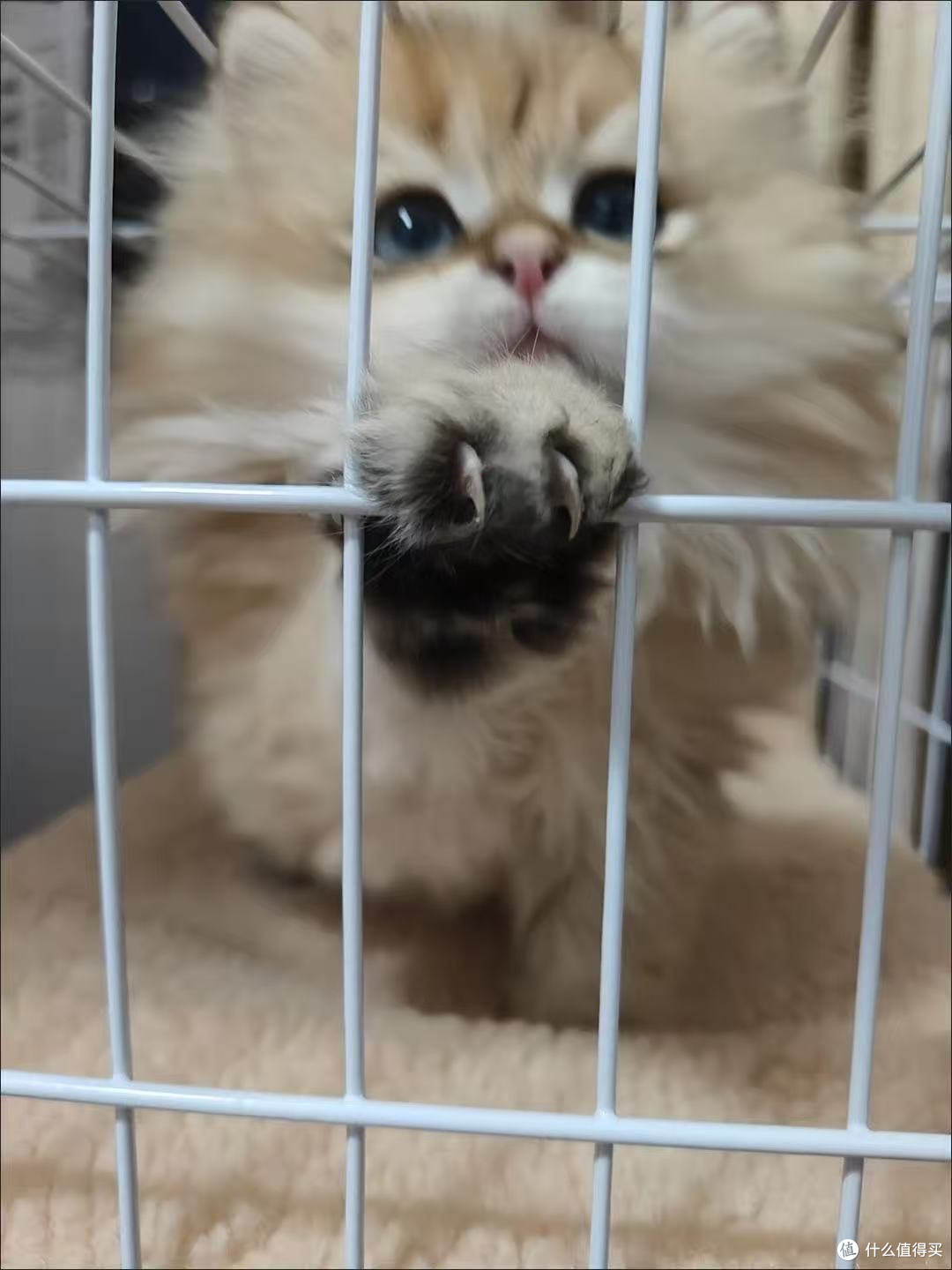 救命!这猫笼我家逆子住进去就不想出来了!