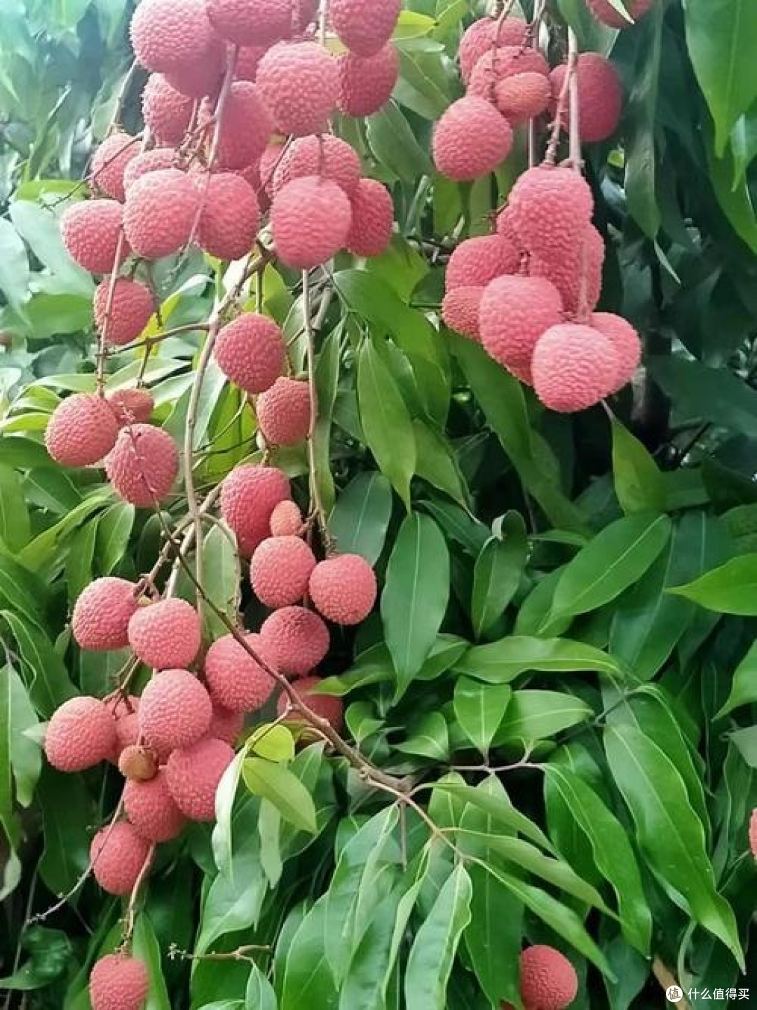 荔枝平价季的创意美食奇遇