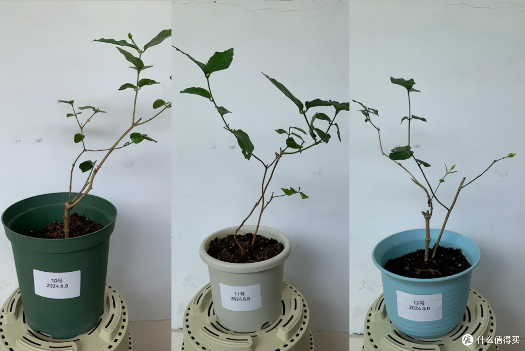 满头花苞的茉莉花，2个月成“光杆”？背后的“猫腻”令人深思~
